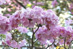 Tabebuia rosea